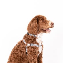Mosaic Hemp Dog Harness